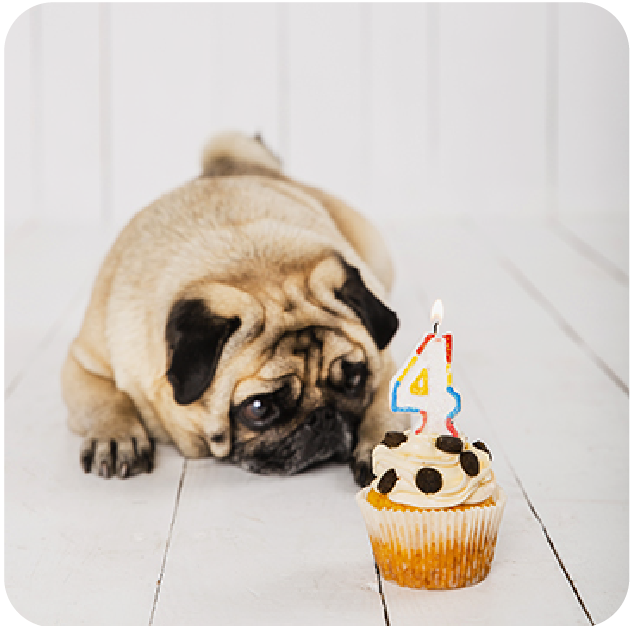 Pastelería Canina- Felina